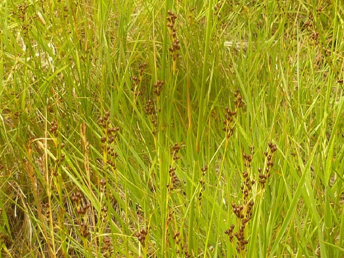 Juncus gerardii (Juncaceae)